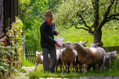Vater mit seinen Schafen in Buke | Josef Rüter